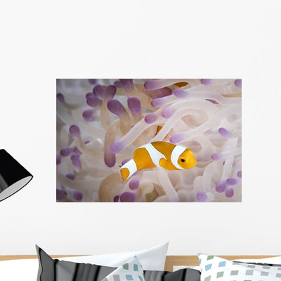 False Clownfish North Sulawesi Wall Decal shown on a wall