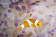 False Clownfish North Sulawesi Wall Decal