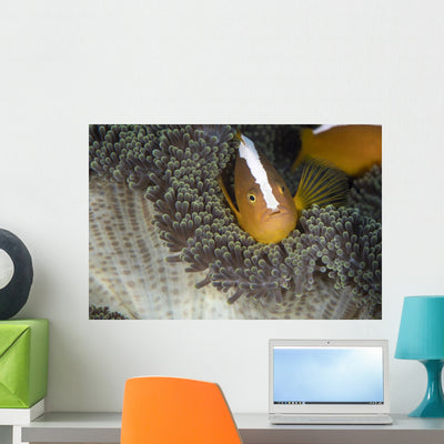 Orange Skunk Clownfish North Wall Decal shown on a wall