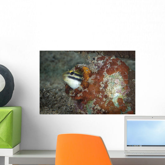 Fangblenny North Sulawesi Indonesia Wall Decal