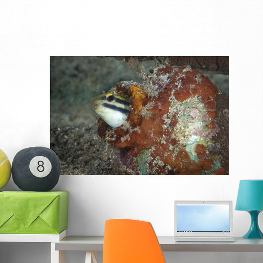Fangblenny North Sulawesi Indonesia Wall Decal