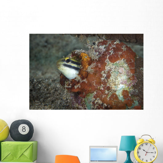 Fangblenny North Sulawesi Indonesia Wall Decal