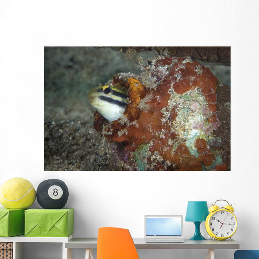 Fangblenny North Sulawesi Indonesia Wall Decal