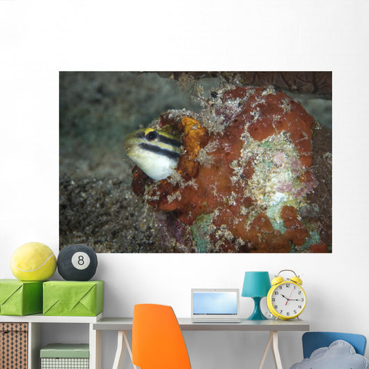 Fangblenny North Sulawesi Indonesia Wall Decal