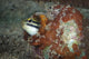 Fangblenny North Sulawesi Indonesia Wall Decal