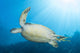 Green Sea Turtle Reef Close-up Wall Decal