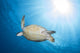 Green Sea Turtle Horiztonal Wall Decal