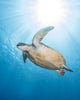 Green Sea Turtle Vertical Wall Decal