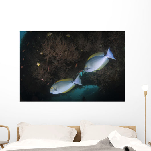 Yellowmask Surgeonfish Uss Liberty Wall Decal