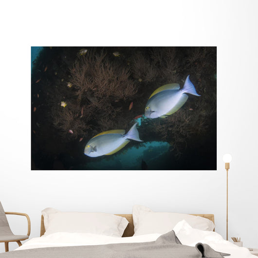 Yellowmask Surgeonfish Uss Liberty Wall Decal