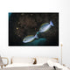 Yellowmask Surgeonfish Uss Liberty Wall Decal