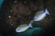 Yellowmask Surgeonfish Uss Liberty Wall Decal