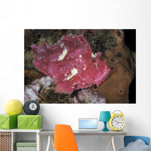 Leaf Scorpionfish Uss Liberty Wall Decal