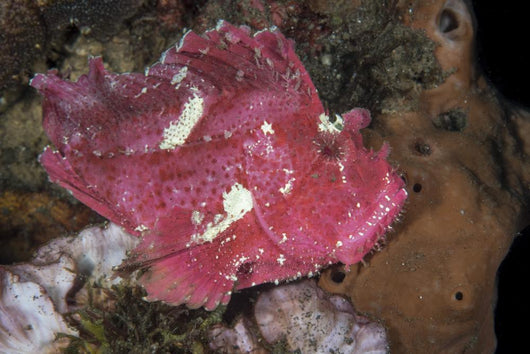 Leaf Scorpionfish Uss Liberty Wall Decal