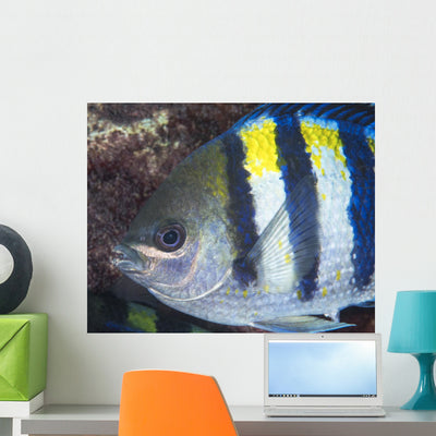 Indo-pacific Sergeant Fish Tending Horizontal Wall Decal shown on a wall