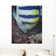 Indo-pacific Sergeant Fish Tending Wall Decal