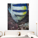 Indo-pacific Sergeant Fish Tending Wall Decal