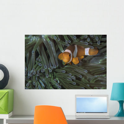 False Clownfish Anemone Front View Wall Decal shown on a wall