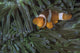 False Clownfish Anemone Front View Wall Decal