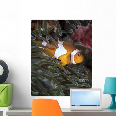 False Clownfish Anemone Wall Decal shown on a wall