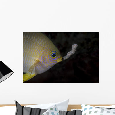 Golden Damselfish Tending Eggs Wall Decal shown on a wall