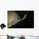 Golden Damselfish Tending Eggs Wall Decal
