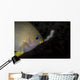 Golden Damselfish Tending Eggs Wall Decal