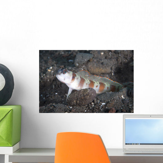 Shrimpgoby Komodo National Park Wall Decal