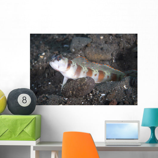 Shrimpgoby Komodo National Park Wall Decal