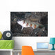 Shrimpgoby Komodo National Park Wall Decal