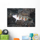 Shrimpgoby Komodo National Park Wall Decal