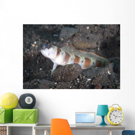 Shrimpgoby Komodo National Park Wall Decal
