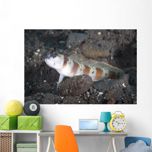 Shrimpgoby Komodo National Park Wall Decal