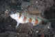 Shrimpgoby Komodo National Park Wall Decal