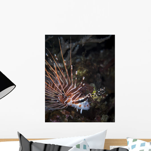 Lionfish North Sulawesi Indonesia Wall Decal