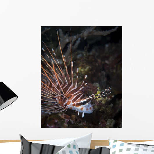 Lionfish North Sulawesi Indonesia Wall Decal