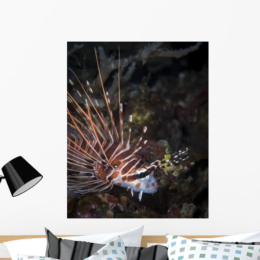 Lionfish North Sulawesi Indonesia Wall Decal