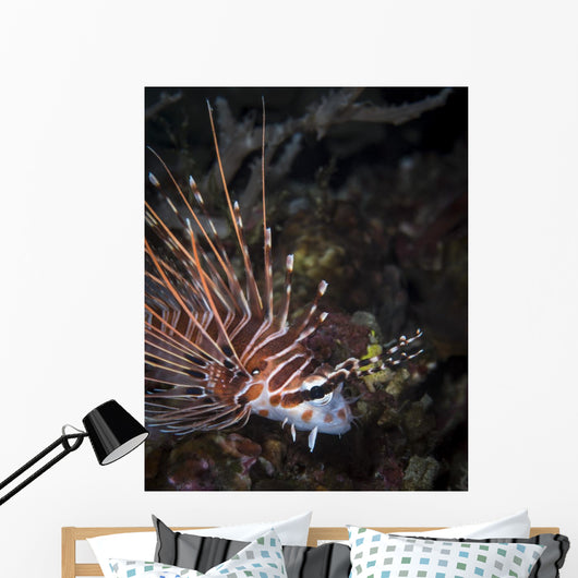 Lionfish North Sulawesi Indonesia Wall Decal