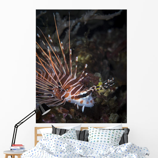 Lionfish North Sulawesi Indonesia Wall Decal