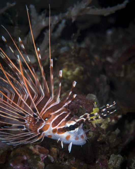 Lionfish North Sulawesi Indonesia Wall Decal