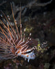 Lionfish North Sulawesi Indonesia Wall Decal