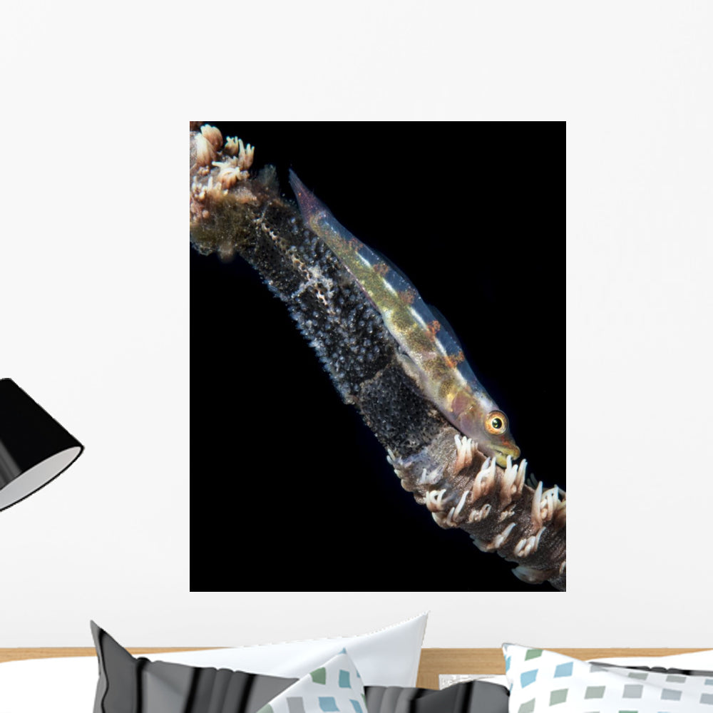 Wire Coral Goby with Wall Decal - WallMonkeys.com – Wallmonkeys