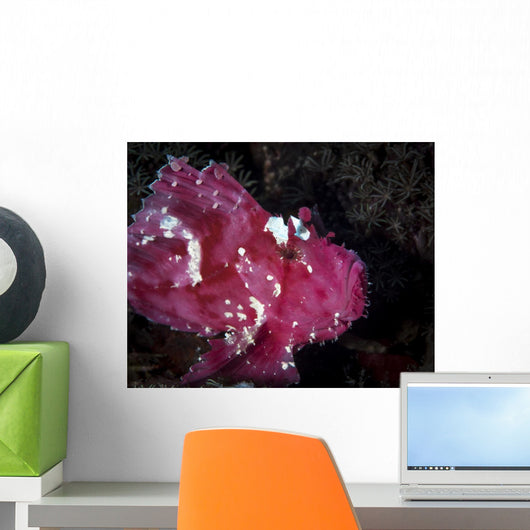 Leaf Scorpionfish Komodo National Wall Decal
