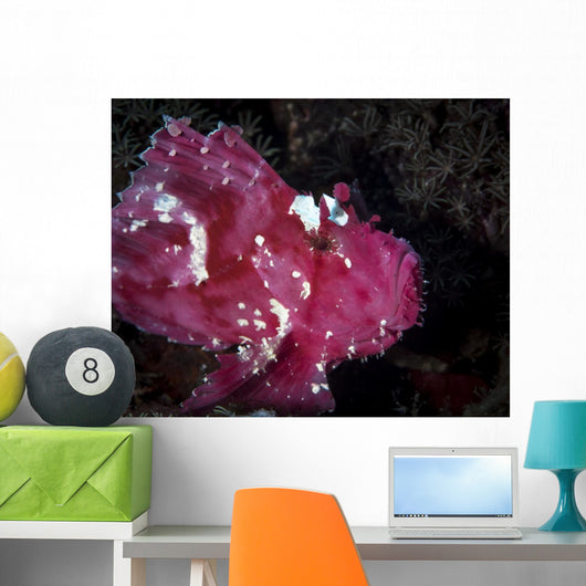Leaf Scorpionfish Komodo National Wall Decal