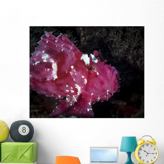 Leaf Scorpionfish Komodo National Wall Decal