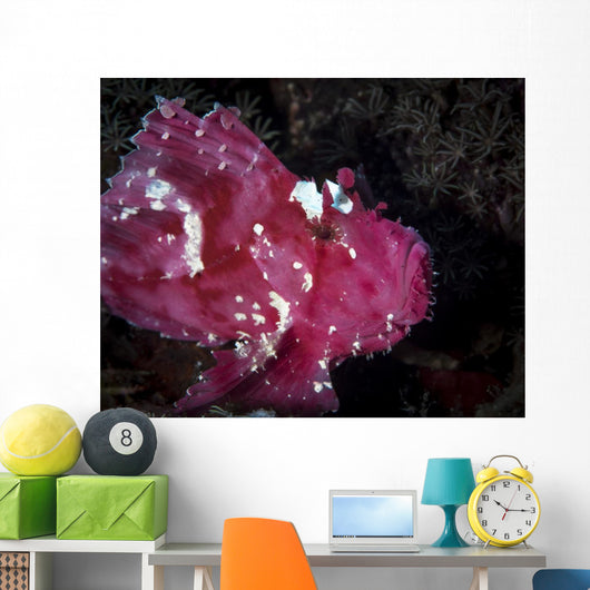 Leaf Scorpionfish Komodo National Wall Decal
