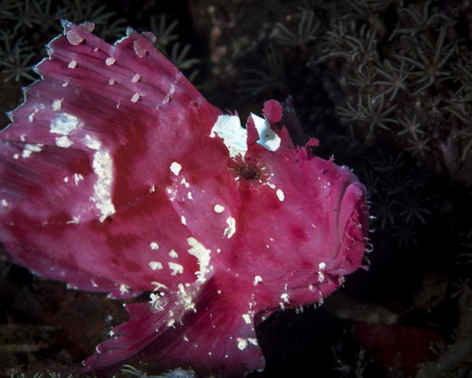 Leaf Scorpionfish Komodo National Wall Decal