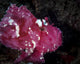 Leaf Scorpionfish Komodo National Wall Decal