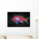 Squarespot Anthias Fish Komodo Wall Decal