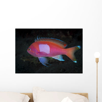 Squarespot Anthias Fish Komodo Wall Decal shown on a wall